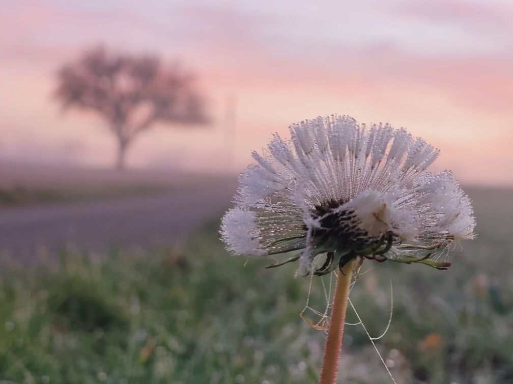 Im Vordergrund des Bildes steht ein Löwenzahn, dessen Samen mit feinen Tautropfen bedeckt sind. Die zarten Wasserperlen glitzern im weichen Licht der Morgendämmerung. Unscharf im Hintergrund verläuft ein Weg entlang grüner Wiese, überragt von einem einzelnen, leicht verschwommenen Baum. Der Himmel zeigt sanfte Pastelltöne von Rosa und Hellblau, die dem Bild eine ruhige und friedliche Stimmung verleihen.
